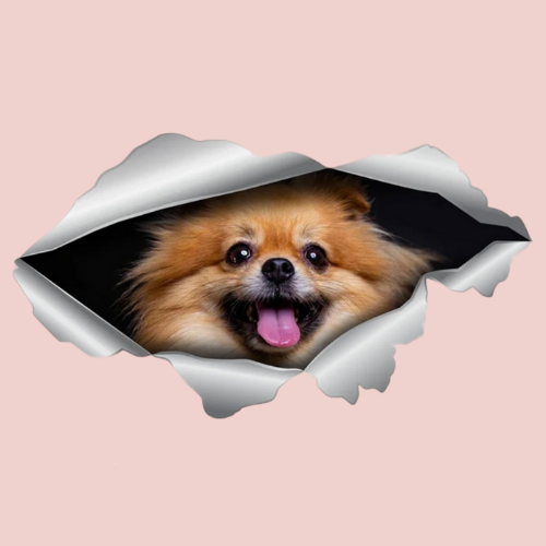 Autocollant Funny Pomeranian